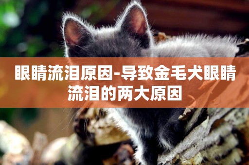 眼睛流淚原因-導致金毛犬眼睛流淚的兩大原因