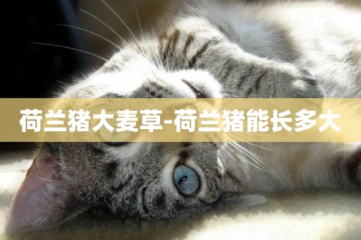 荷蘭豬大麥草-荷蘭豬能長多大