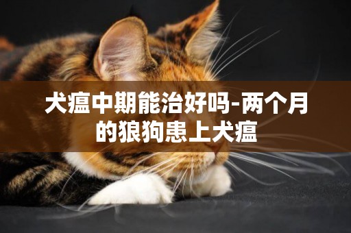 犬瘟中期能治好嗎-兩個月的狼狗患上犬瘟