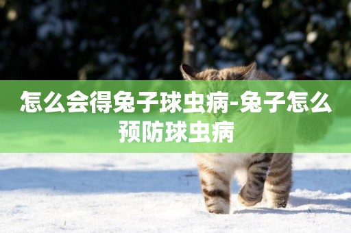 怎么會得兔子球蟲病-兔子怎么預防球蟲病