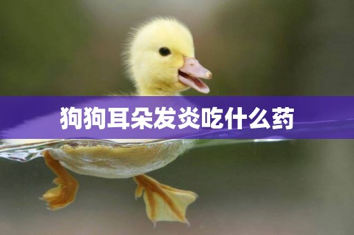 狗狗耳朵發炎吃什么藥