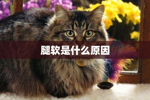 腿軟是什么原因