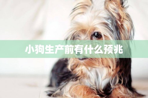 小狗生產前有什么預兆