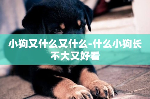 小狗又什么又什么-什么小狗長不大又好看