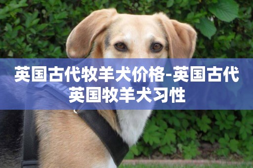 英國古代牧羊犬價格-英國古代英國牧羊犬習性