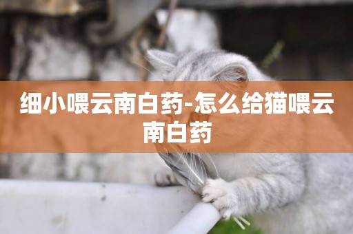 細小喂云南白藥-怎么給貓喂云南白藥