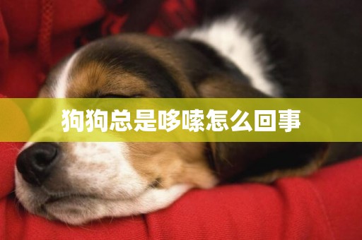 狗狗總是哆嗦怎么回事