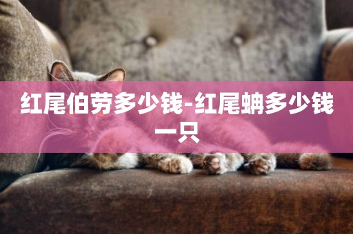 紅尾伯勞多少錢-紅尾蚺多少錢一只
