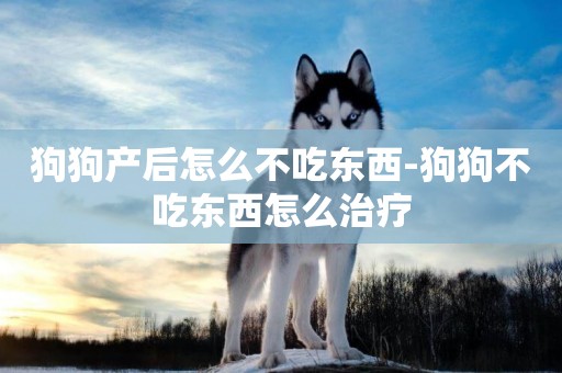 狗狗產后怎么不吃東西-狗狗不吃東西怎么治療