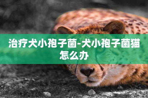 治療犬小孢子菌-犬小孢子菌貓怎么辦
