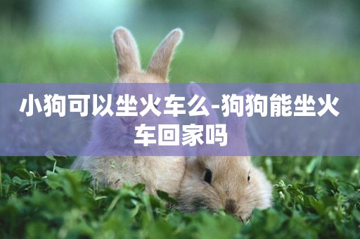 小狗可以坐火車么-狗狗能坐火車回家嗎
