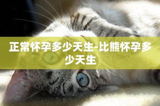 正常懷孕多少天生-比熊懷孕多少天生