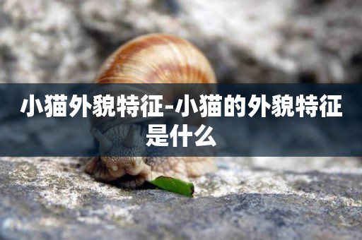 小貓外貌特征-小貓的外貌特征是什么