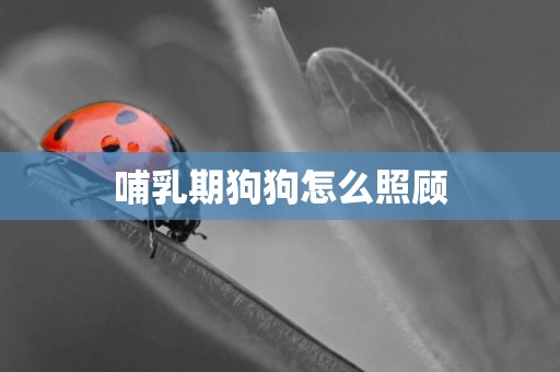 哺乳期狗狗怎么照顧