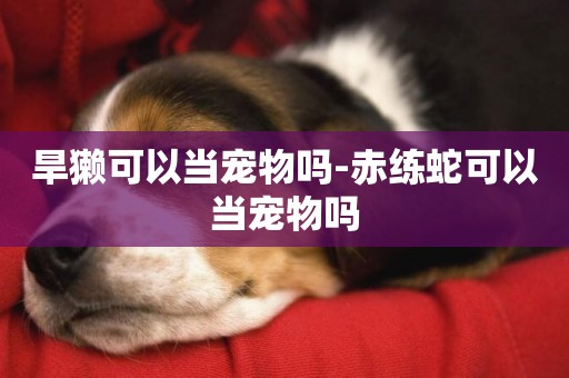 旱獺可以當寵物嗎-赤練蛇可以當寵物嗎