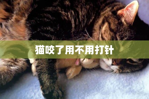 貓咬了用不用打針
