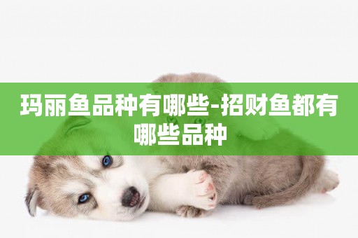 瑪麗魚品種有哪些-招財魚都有哪些品種