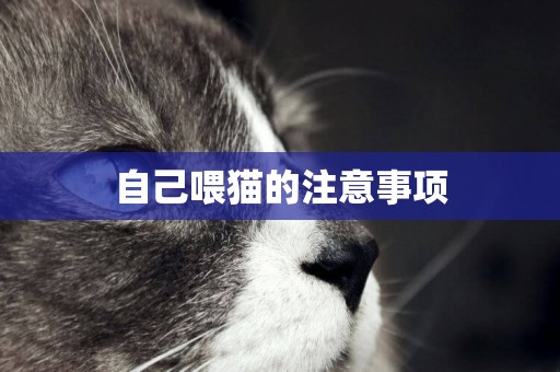 自己喂貓的注意事項