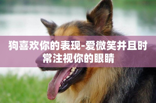 狗喜歡你的表現-愛微笑并且時常注視你的眼睛