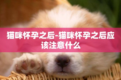貓咪懷孕之后-貓咪懷孕之后應該注意什么