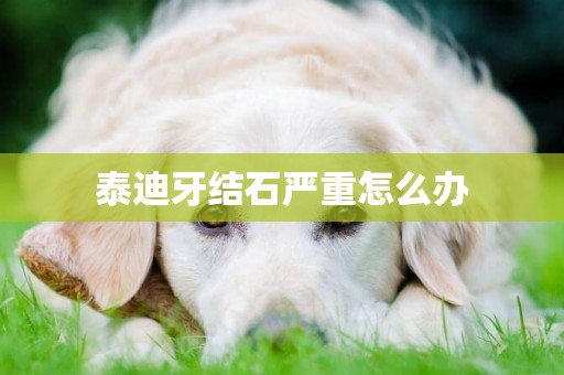 泰迪牙結石嚴重怎么辦