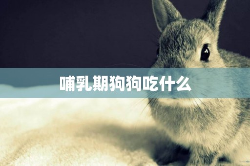 哺乳期狗狗吃什么