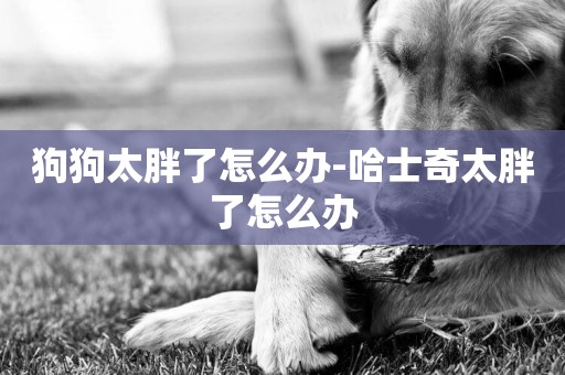 狗狗太胖了怎么辦-哈士奇太胖了怎么辦
