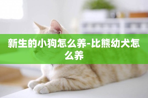 新生的小狗怎么養-比熊幼犬怎么養
