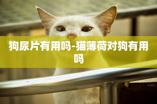 狗尿片有用嗎-貓薄荷對狗有用嗎