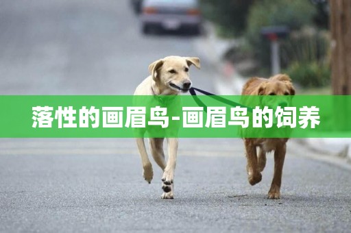 落性的畫眉鳥-畫眉鳥的飼養