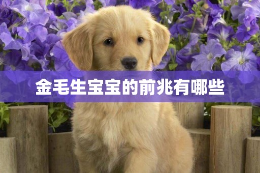 金毛生寶寶的前兆有哪些