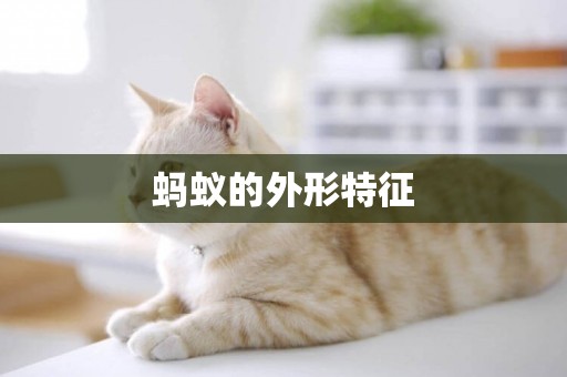 螞蟻的外形特征