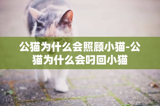公貓為什么會照顧小貓-公貓為什么會叼回小貓