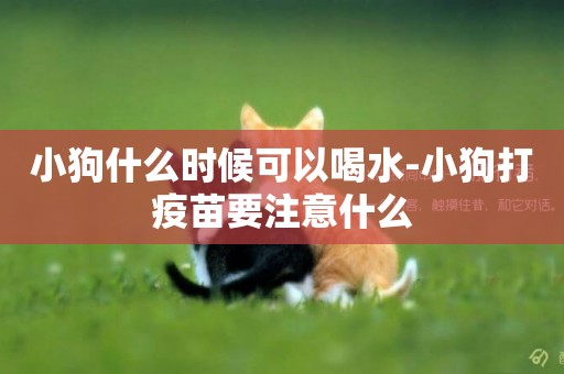 小狗什么時候可以喝水-小狗打疫苗要注意什么