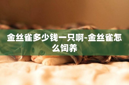金絲雀多少錢一只啊-金絲雀怎么飼養