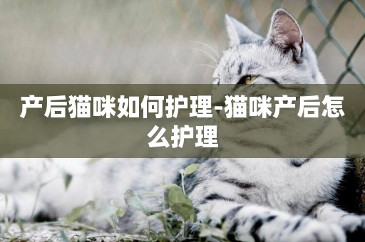 產后貓咪如何護理-貓咪產后怎么護理