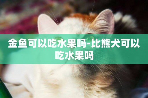 金魚可以吃水果嗎-比熊犬可以吃水果嗎