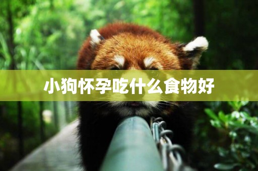小狗懷孕吃什么食物好