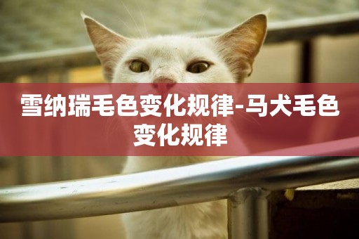 雪納瑞毛色變化規律-馬犬毛色變化規律