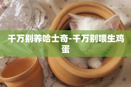 千萬別養哈士奇-千萬別喂生雞蛋