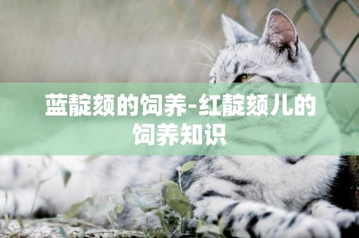 藍靛頦的飼養-紅靛頦兒的飼養知識