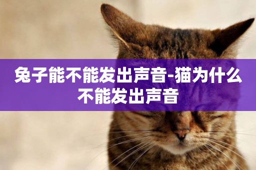 兔子能不能發出聲音-貓為什么不能發出聲音