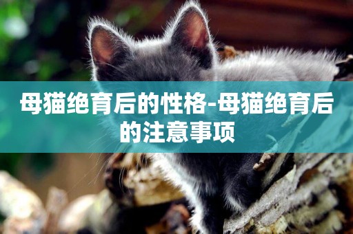 母貓絕育后的性格-母貓絕育后的注意事項