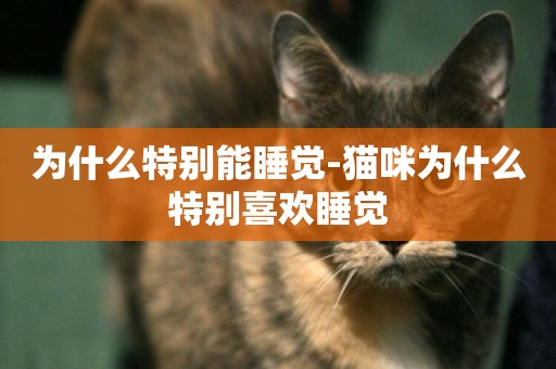 為什么特別能睡覺-貓咪為什么特別喜歡睡覺