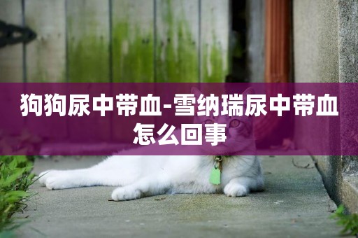 狗狗尿中帶血-雪納瑞尿中帶血怎么回事