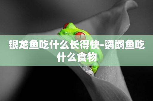 銀龍魚吃什么長得快-鸚鵡魚吃什么食物