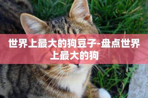 世界上最大的狗豆子-盤點世界上最大的狗