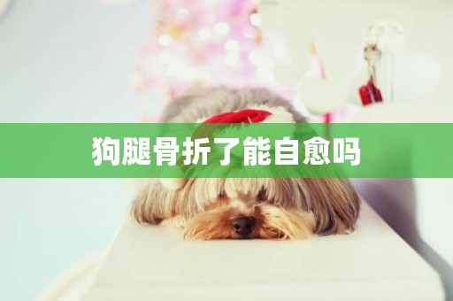 狗腿骨折了能自愈嗎