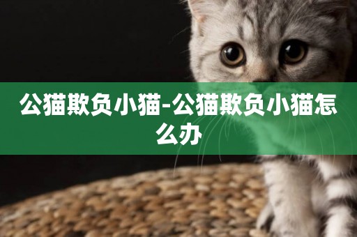 公貓欺負小貓-公貓欺負小貓怎么辦