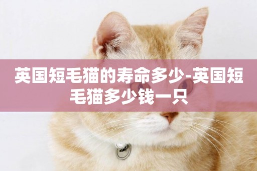英國短毛貓的壽命多少-英國短毛貓多少錢一只